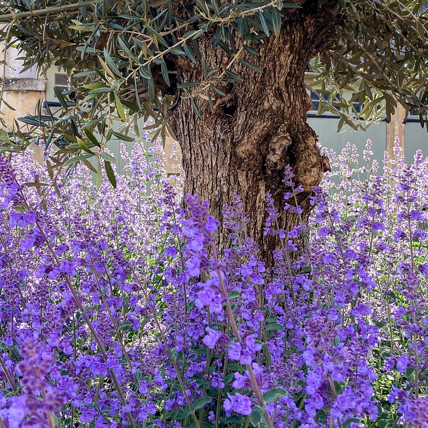 Purple Salvias around an Olive Tree