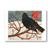 Christmas Card of blackbird on a tree branch  in the snow by Mary Fedden