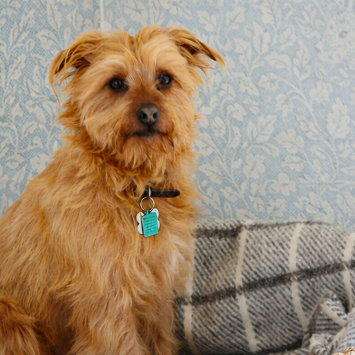 Timeless Craftsmanship: Hand-Woven Dog Baskets &amp; Natural Storage for the Refined Home