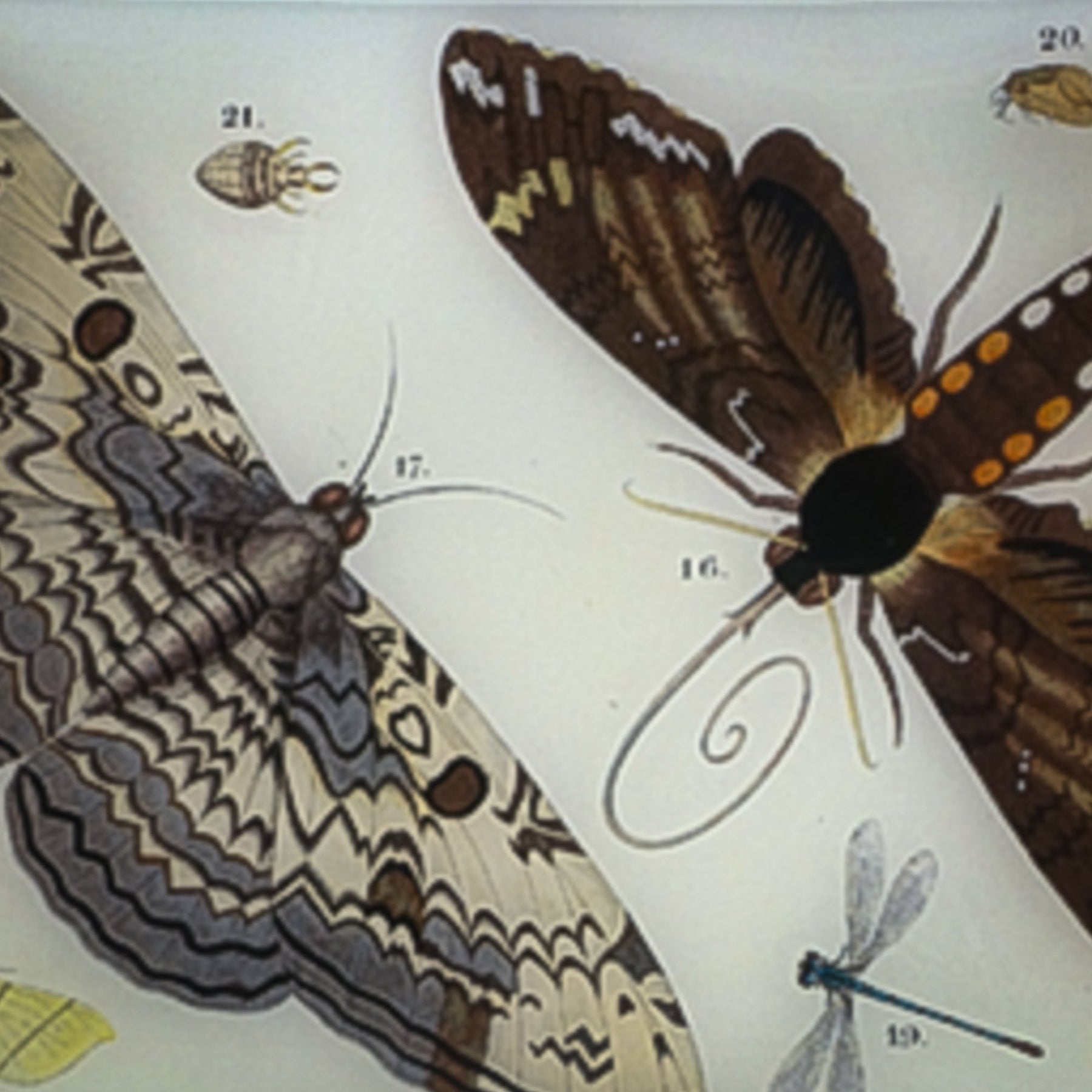 John Derian Decoupage