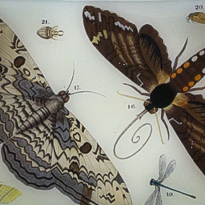 John Derian Decoupage
