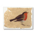 Christmas Card of robin by Mary Fedden