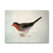 Robin from the Farnley Book of Birds by JMW Turner | Nicholas Engert Interiors